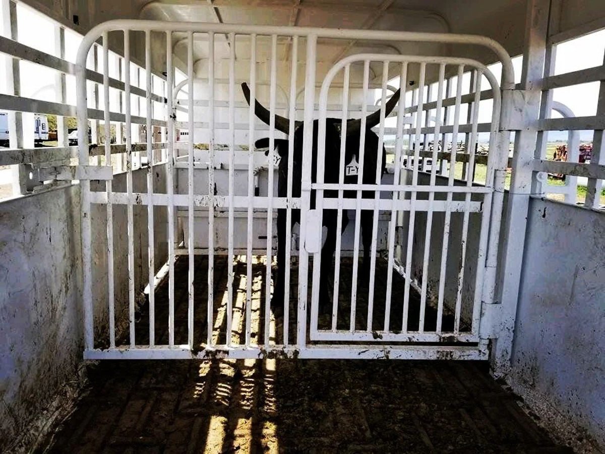 Big Bend Bumper Pull Livestock Trailer - Stryker Dealership Group