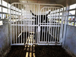 Big Bend Bumper Pull Livestock Trailer - Stryker Dealership Group
