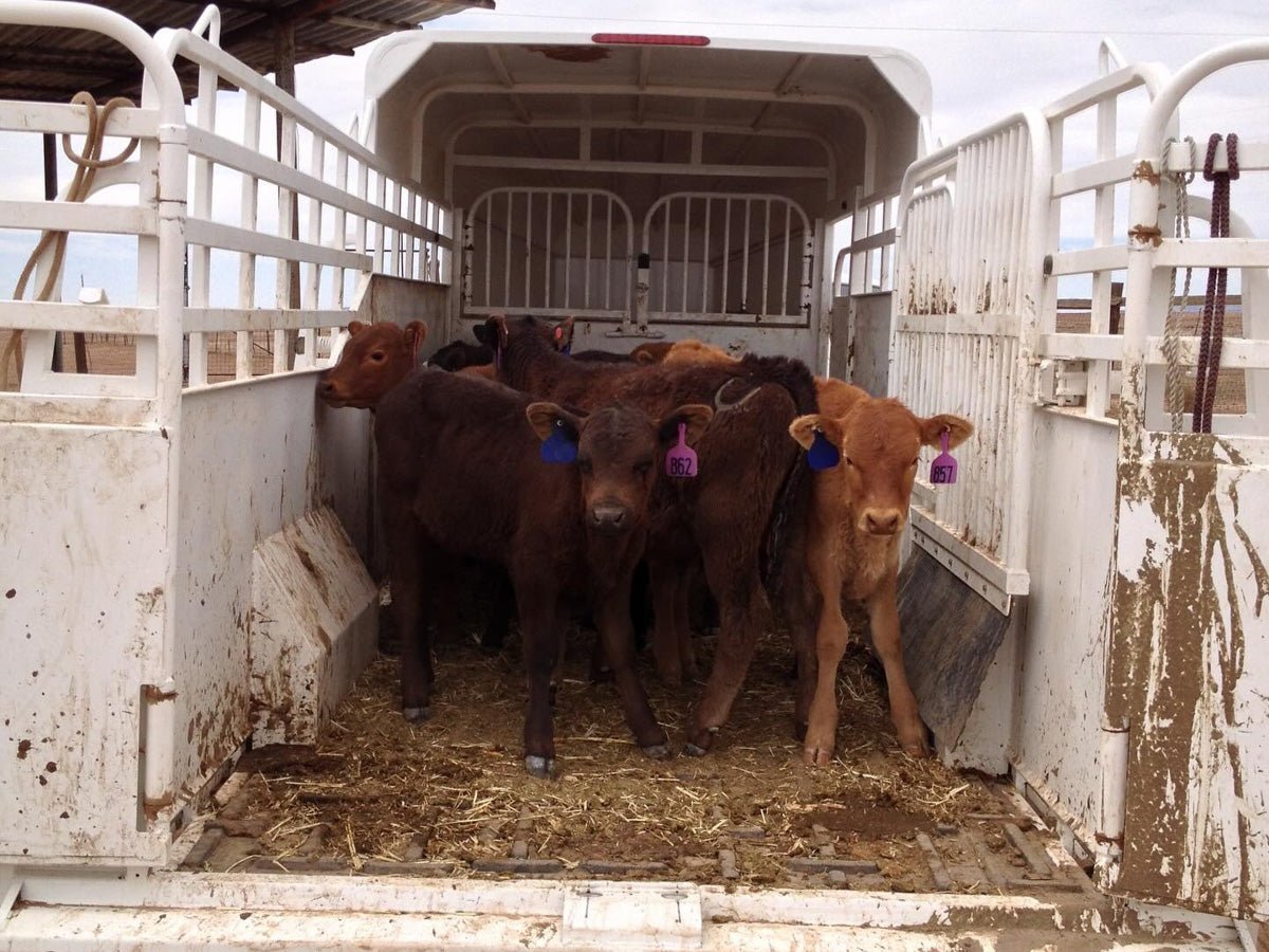 Big Bend Bumper Pull Livestock Trailer - Stryker Dealership Group